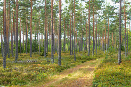 Trail through scenic forest landscape