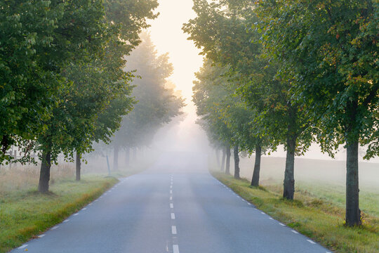 Scenic tree lined road through countryside