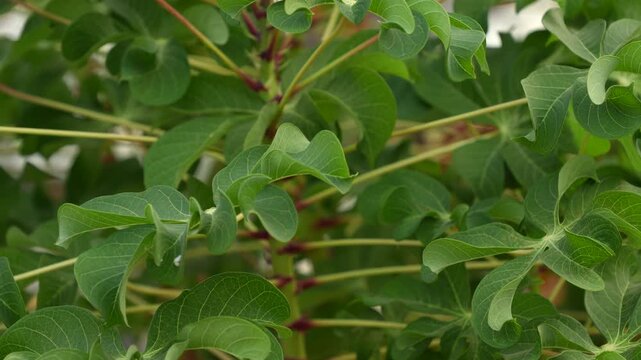 Close Up Green Chaya Leaves Moving in Wind Tree Spinach Plant