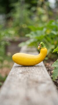 Yellow squash resting on a wooden garden border with blurred green foliage background.