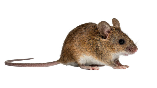 Small brown mouse with long tail, isolated on transparent background
