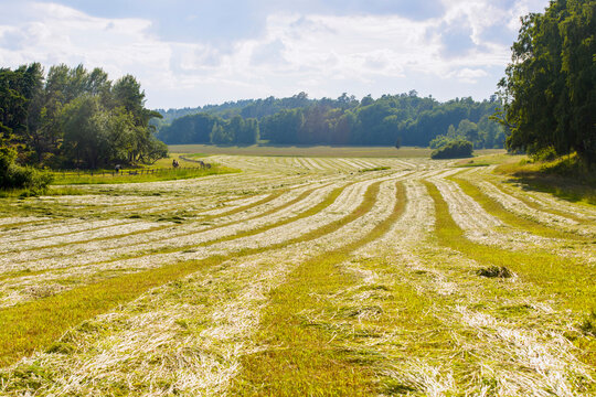 Scenic rural landscape with mowed field