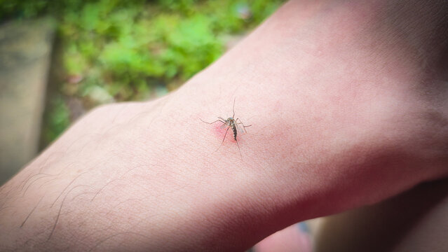 Close‑up of mosquito feeding on human skin with proboscis inserted and red bite mark forming against blurred green outdoor background for health, nature, and science photography presentations