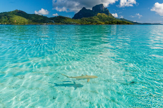 FRENCH POLYNESIA. BORA-BORA ISLAND. BLACKTIP REEF SHARK. LAGOON