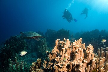 Green sea turtle over coral reef with scuba divers near Harley Reef, Guam © Richard