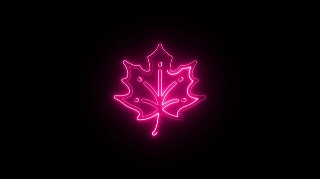 pink neon maple leaf animation glowing autumn foliage outline dark background motion graphic element seamless looping video asset 3840x2160 resolution 4k