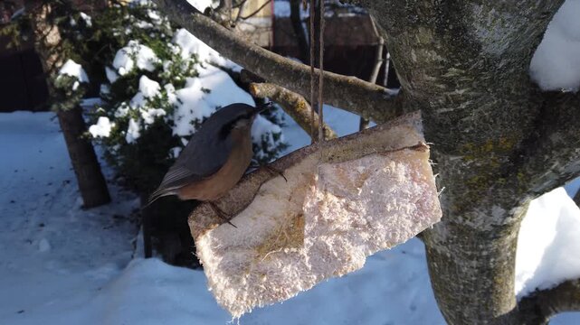 Eurasian nuthatch, Sitta europaea feeding on pork fatback in snowy winter garden 