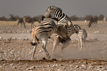 Plains zebras fighting in a cloud of dust in Etosha National Park © Sharon