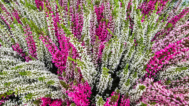 Pink and white blooming heather flowers texture background view from above.