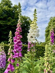Tall pink foxglove flowers rising above lush greenery in a summer garden © Mansi