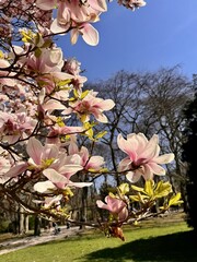 Pink magnolia blossoms blooming on delicate branches against a clear blue spring sky © Mansi