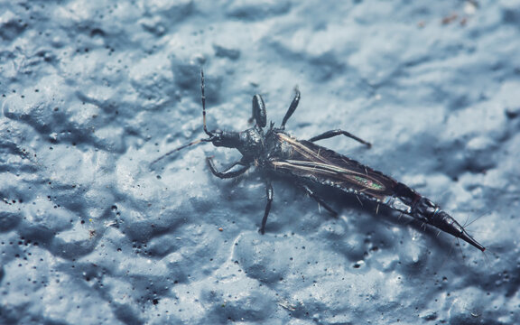 Cuban laurel thrips insect resting on textured surface