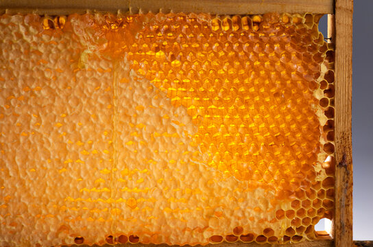 Wooden beehive frame with honeycombs. Combs full of honey, some with wax caps cut off.