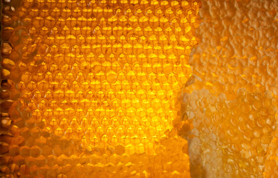Honeycombs filled with honey, sealed with wax caps, some caps cut off. Close-up of honeycombs filled with honey.