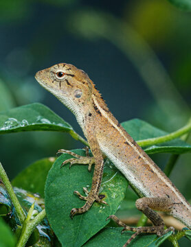 Oriental garden lizard resting on green leaves