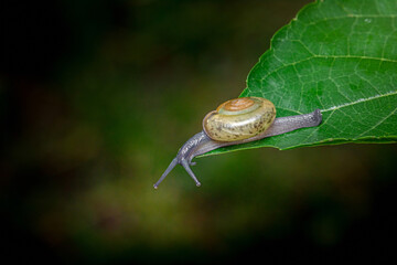 Glass snail crawling on green leaf in natural habitat © Pawich Sattalerd