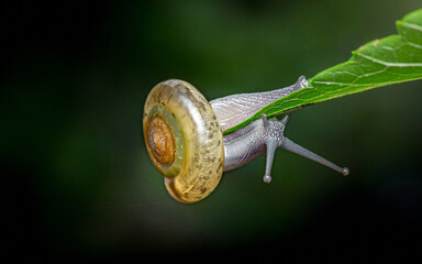 Snail with translucent shell crawling on green leaf © Pawich Sattalerd