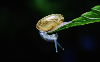 Small snail hanging under green leaf showing shell © Pawich Sattalerd