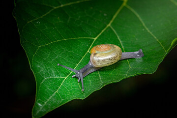 Snail slowly moving on a vibrant green leaf © Pawich Sattalerd
