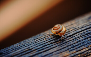 Small snail slowly moving on textured wood © Pawich Sattalerd