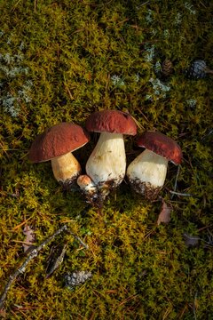 Three freshly picked porcini mushrooms with dark brown caps lying on green forest moss with pine cones and lichen top view