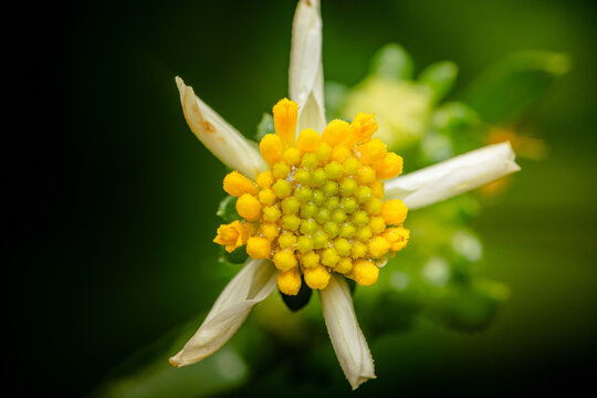 Tridax procumbens blooming with vibrant yellow florets
