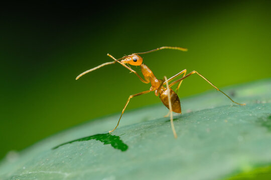 Yellow crazy ant exploring green leaf surface