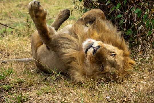 A male lion rolls playfully on its back beneath a tree, Rift Valley Province, Maasai Mara, Kenya