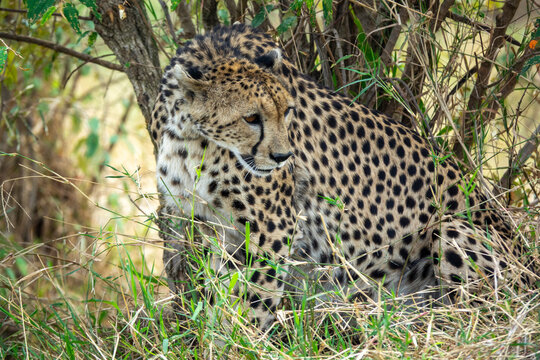 A cheetah rests hidden among bushes in the savanna, Rift Valley Province, Maasai Mara, Kenya
