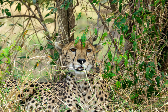 A cheetah looks down while resting among low bushes, Rift Valley Province, Maasai Mara, Kenya