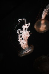 jellyfish in aquarium © nox