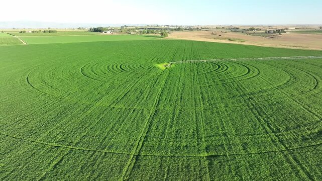 Aerial view of center pivot agriculture. Drop pipes on a center pivot.