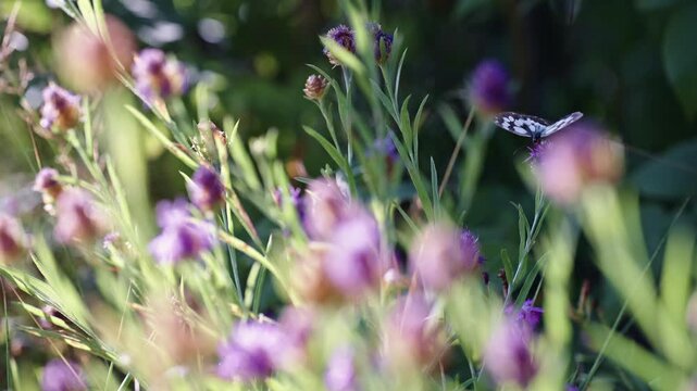 Black and white butterfly feeds on a distant wildflower while out‑of‑focus purple blooms sway across the frame.