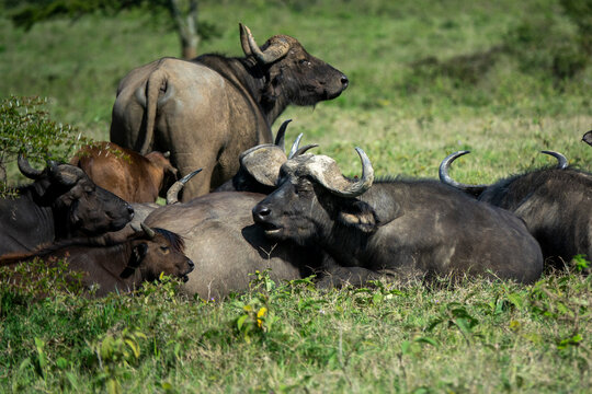 A herd of African buffalo rests together in the grass near Lake Nakuru, Rift Valley Province, Nakuru, Kenya