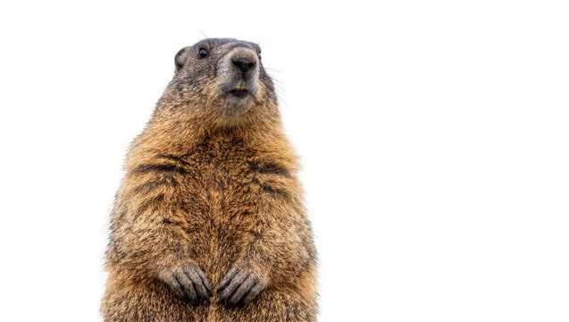 Fluffy brown marmot standing upright looking curious, isolated on transparent background