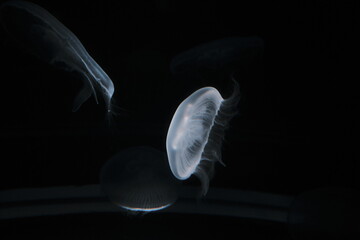 jellyfish in a tank floating © nox