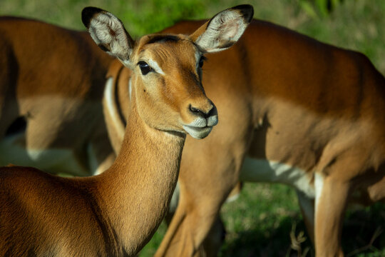 Female impalas gather closely together near Lake Nakuru, Rift Valley Province, Nakuru, Kenya