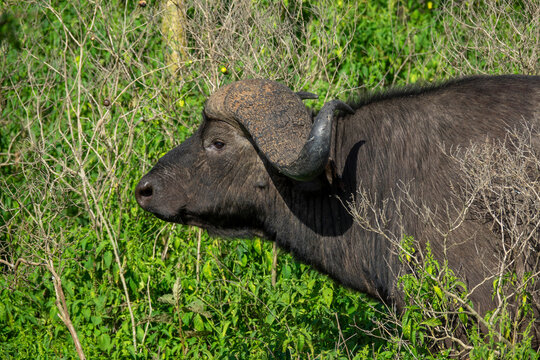An African buffalo displays its heavy fused horns in close-up, Rift Valley Province, Nakuru, Kenya