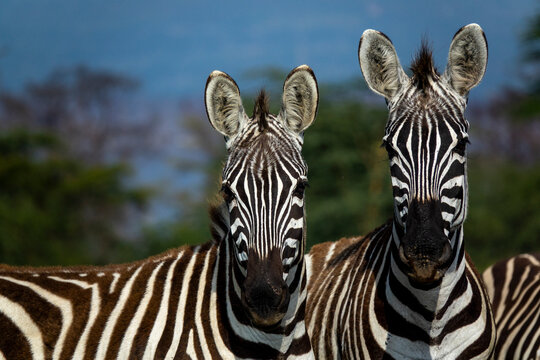 Two plains zebras stand face to face near Lake Nakuru, Rift Valley Province, Nakuru, Kenya