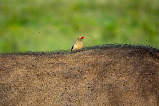 A red-billed oxpecker perches on the back of a buffalo near Lake Nakuru, Rift Valley Province, Nakuru, Kenya
