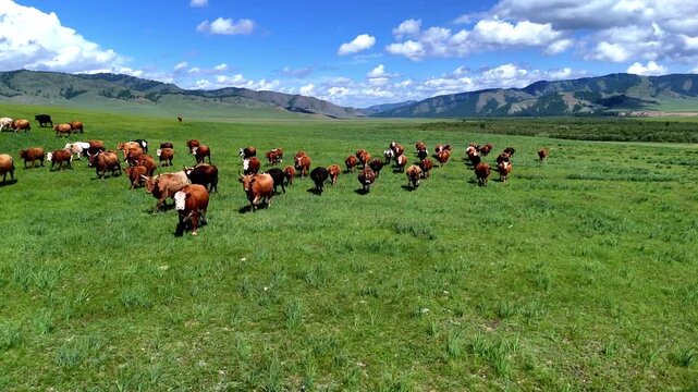 Aerial drone footage of Mongolian cows moving and running across green grassland in the open countryside of Mongolia.