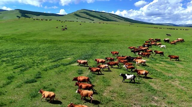 Aerial drone footage of Mongolian cows moving and running across green grassland in the open countryside of Mongolia.
