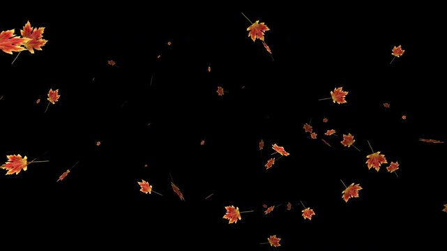 Colorful autumn maple leaves falling on transparent alpha channel background. Halloween fall season overlay animation for video compositing and decoration. Seamless loop 3d rendering animation.