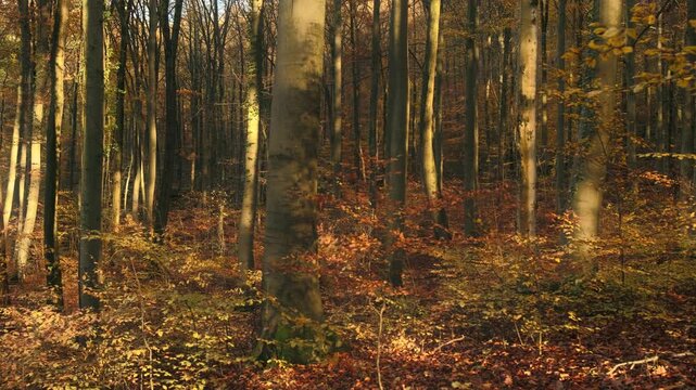 Deciduous trees and bushes with yellow and orange leaves in a sunlit forest in autumn. Smooth nature shot in the woodlands in fall season.