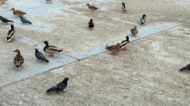 Wild ducks walking outdoors during late autumn as colder weather approaches. Natural wildlife footage illustrating seasonal changes, waterfowl behavior and the period before winter migration.