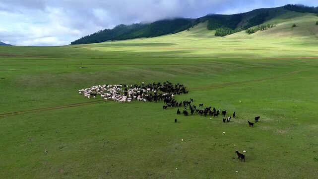 Aerial drone footage of Mongolian sheep grazing and moving across green grassland in the countryside of Mongolia.