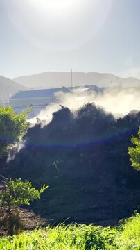 Vertical. Steam rise of mulch heap due to microbial activity generating heat