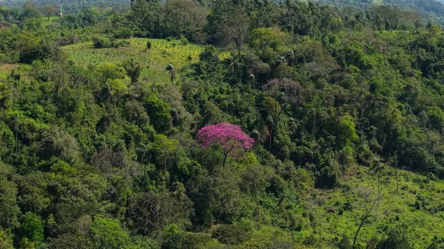 Aerial footage captures a vibrant Lapacho Rosado tree in full bloom, standing out amid dense green tropical forest foliage under daylight, highlighting natural beauty.