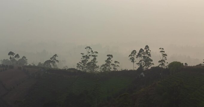 Timelapse of the trees on a foggy morning during sunrise