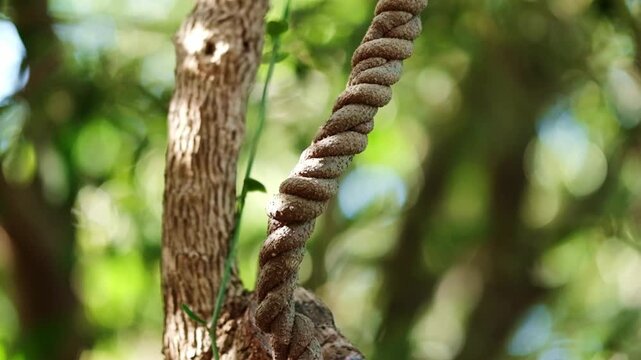 Textured and detailed shot of tightly twisted vines wrapped around each other growing in an indigenous forest in the Harold Porter botanical gardens of the Western Cape of South Africa